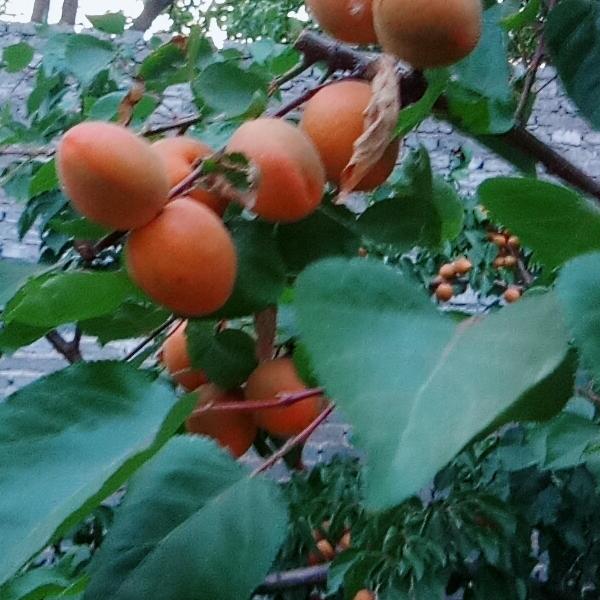 无名