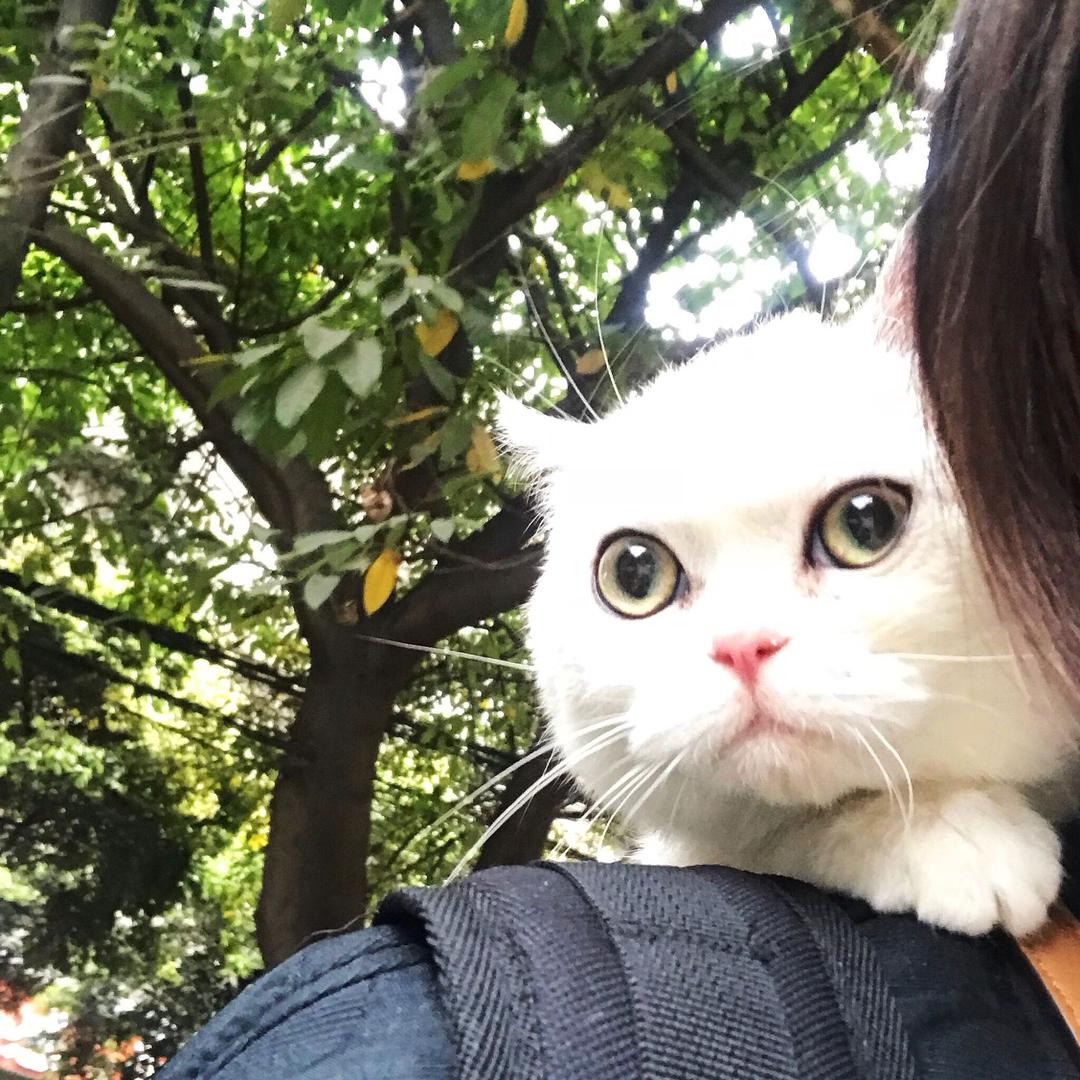 大心心耶-