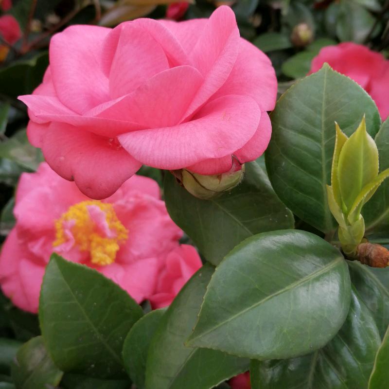 菊