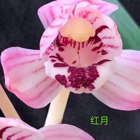季盛兰园
