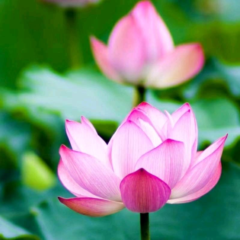 秦圣皮鞋👠72年🐭