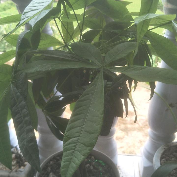 可