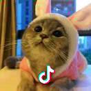 (^O^)特立独行的猫 