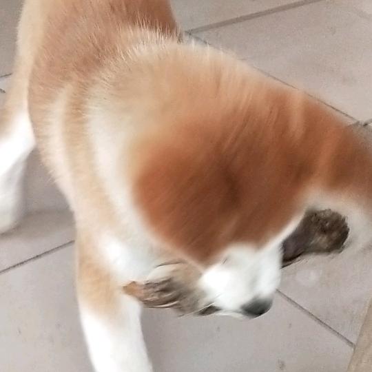 爱宠犬业林静