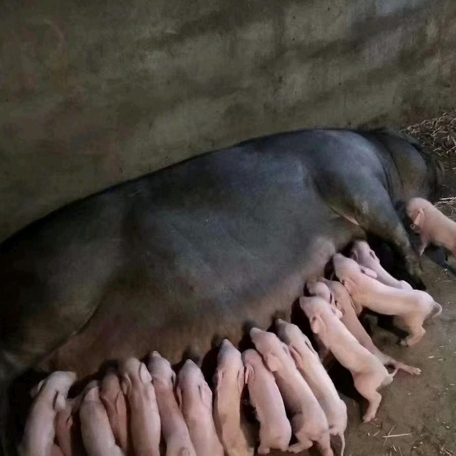 汇源仔猪