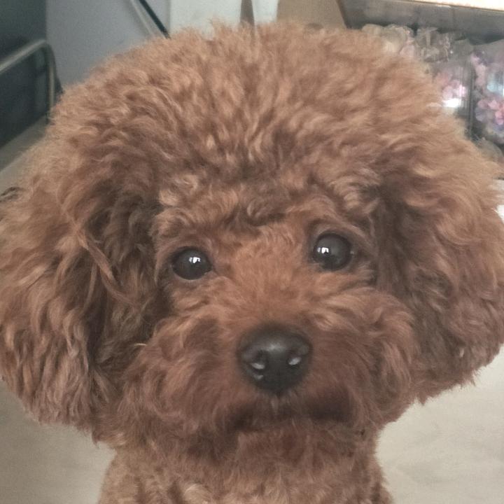 涛哥