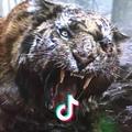 Tiger、s