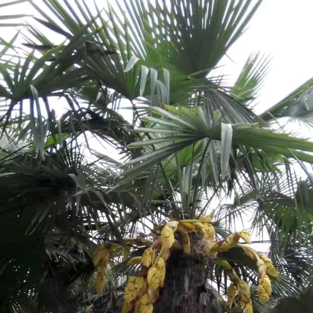 手机用户平淡人生73236353129