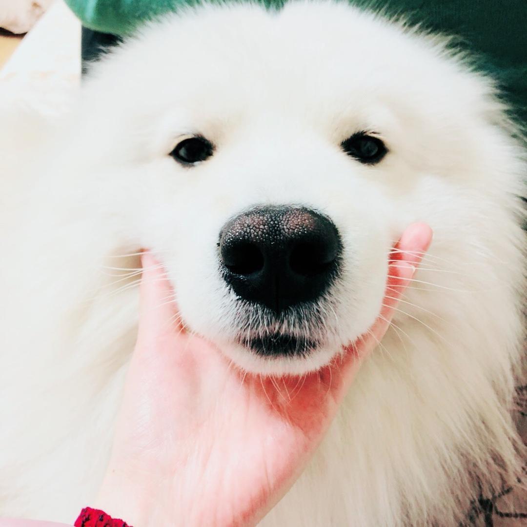黄耳朵的小萨