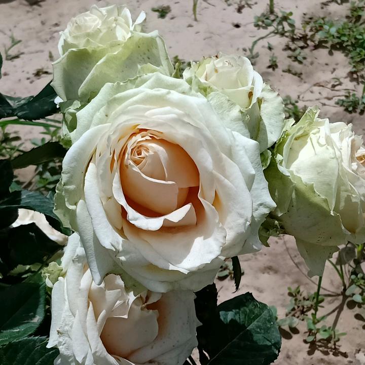 时光花园