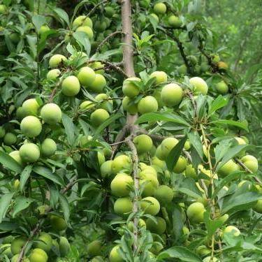 🍀浓烟🚬伴烈酒🍀