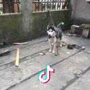 嚯嚯霍