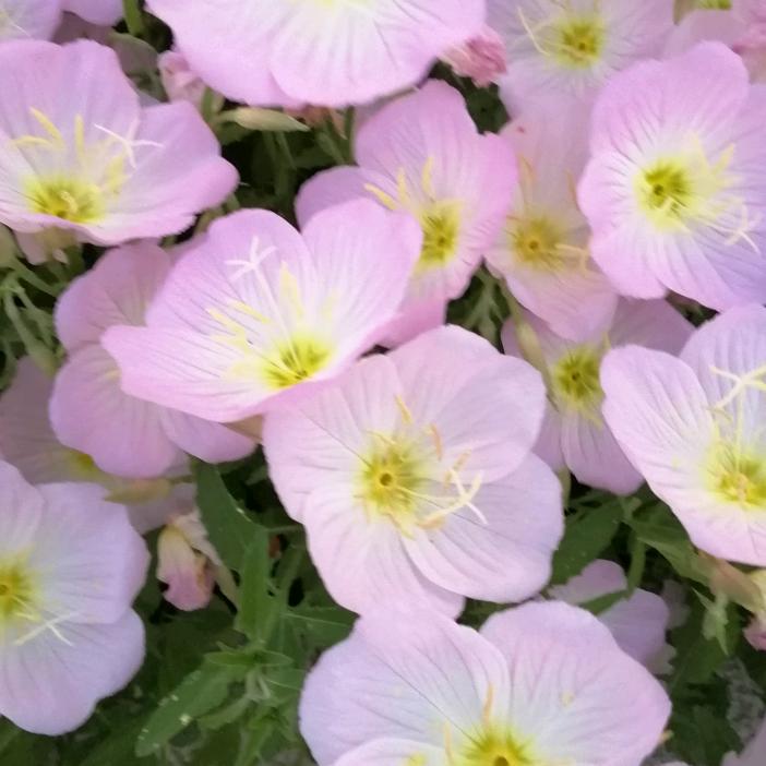 邹泥泥