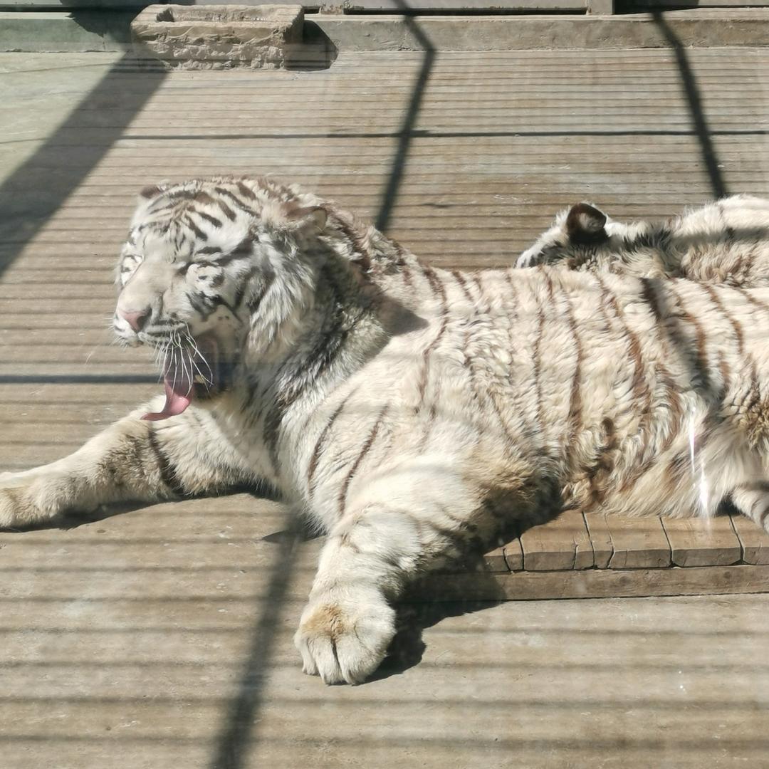 哆瑞咪