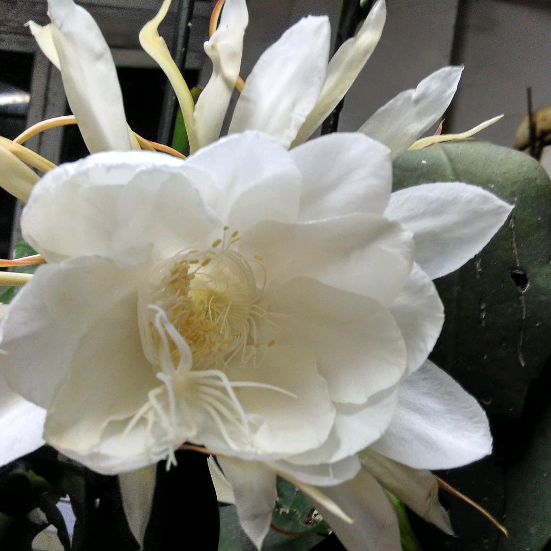 蒲公英2