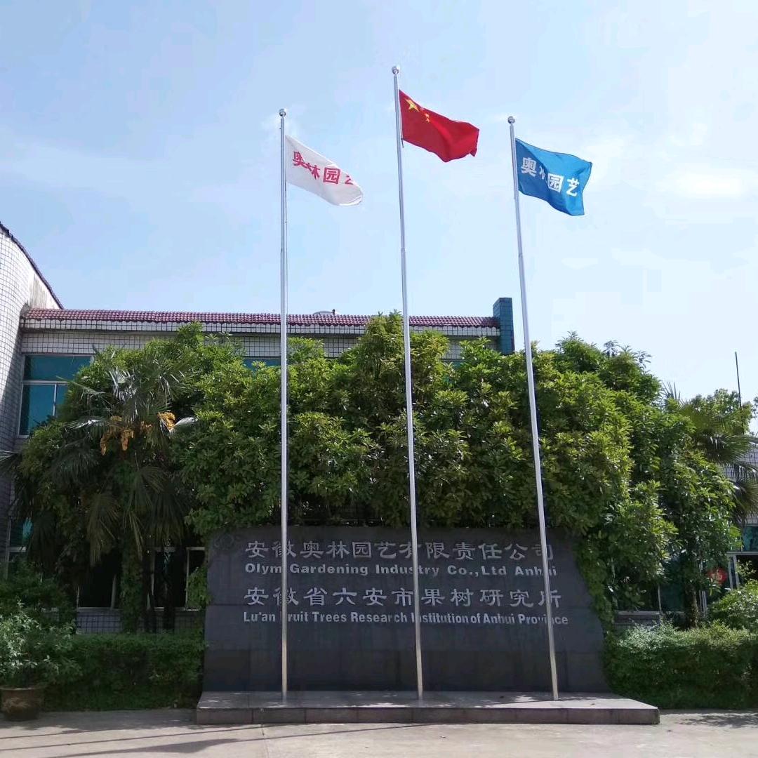 奥林园艺品质果树苗
