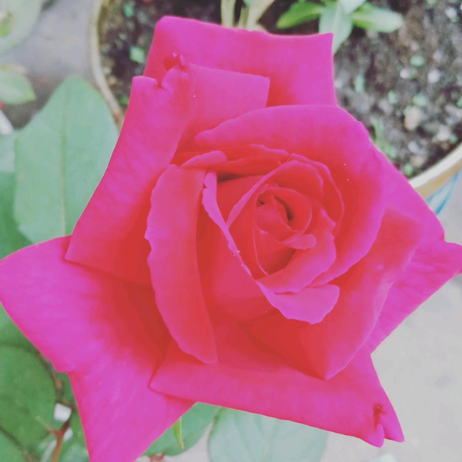一生平安菊💋
