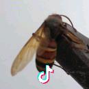 期待
