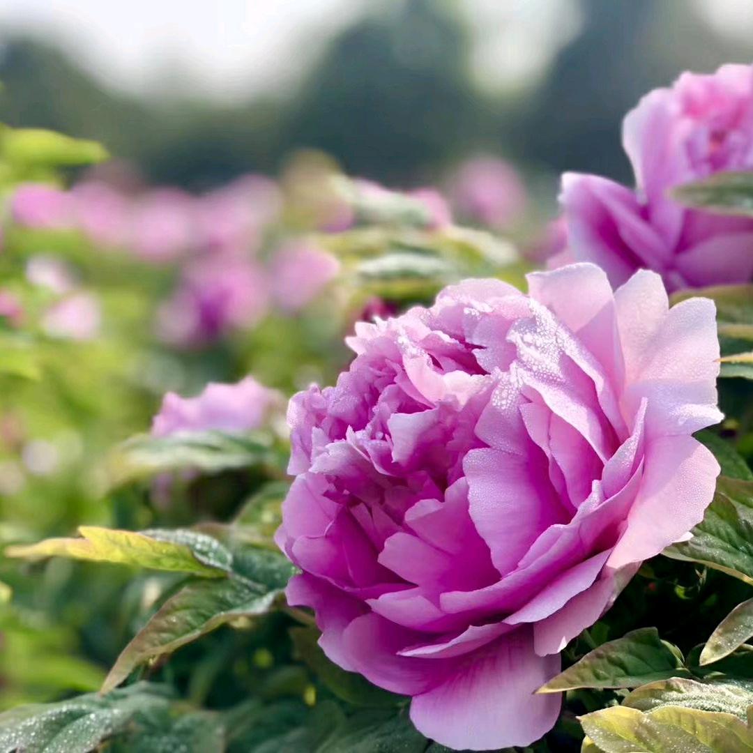 大唐飞扬🎵歌友汇