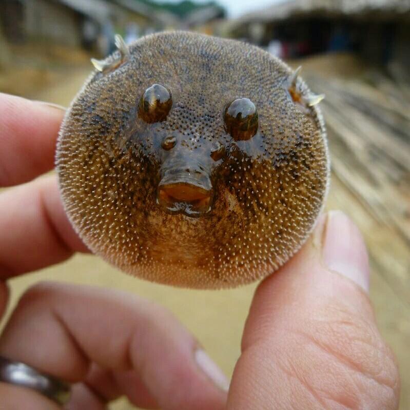 贼小子ゎ