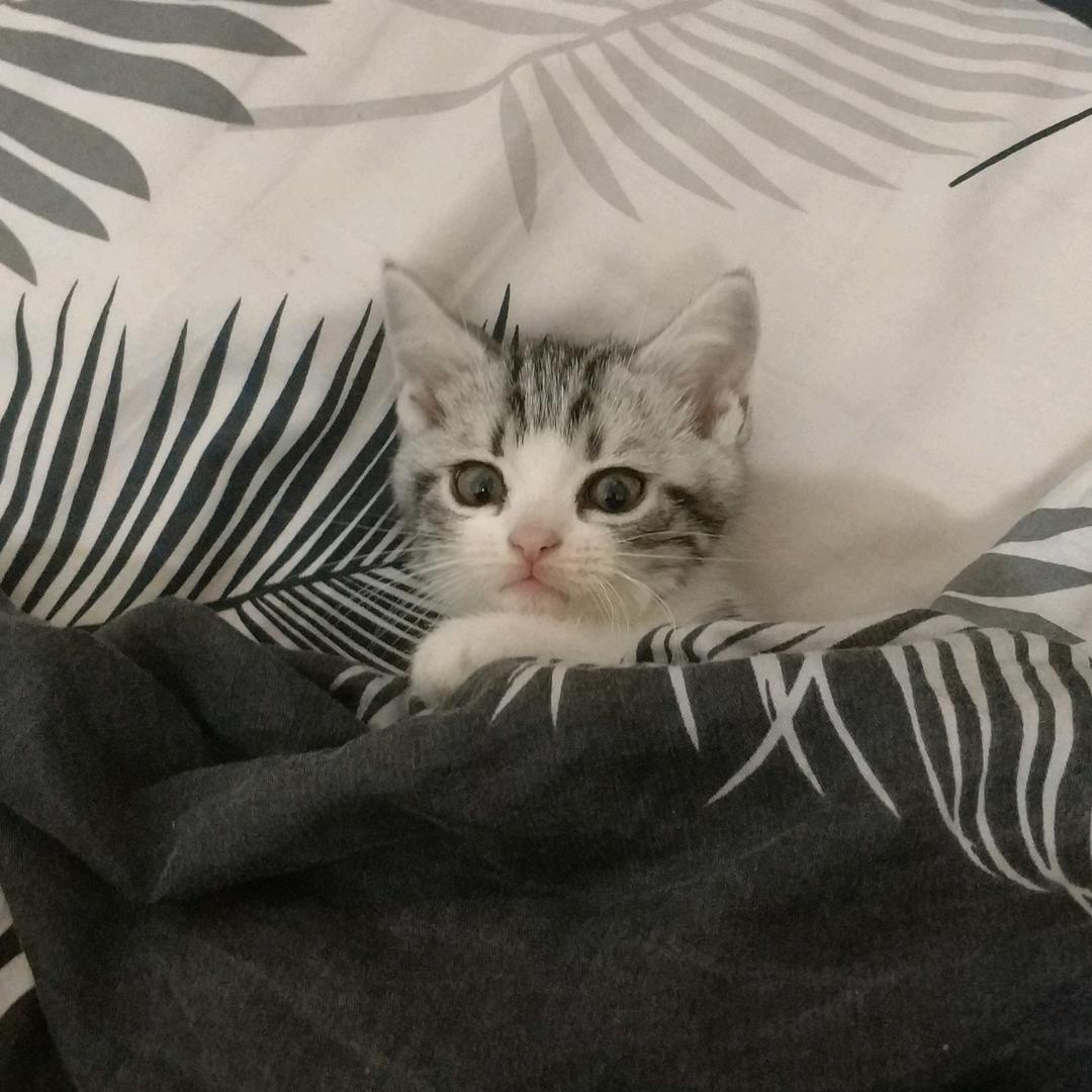 闲云野鹤陈道长