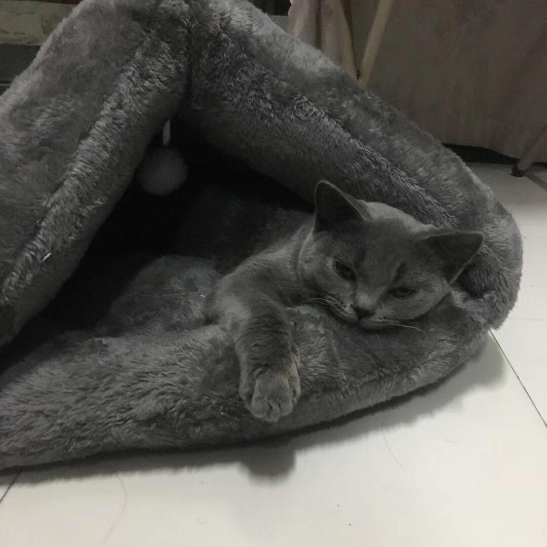蓝猫与红酒Blue cat & wine