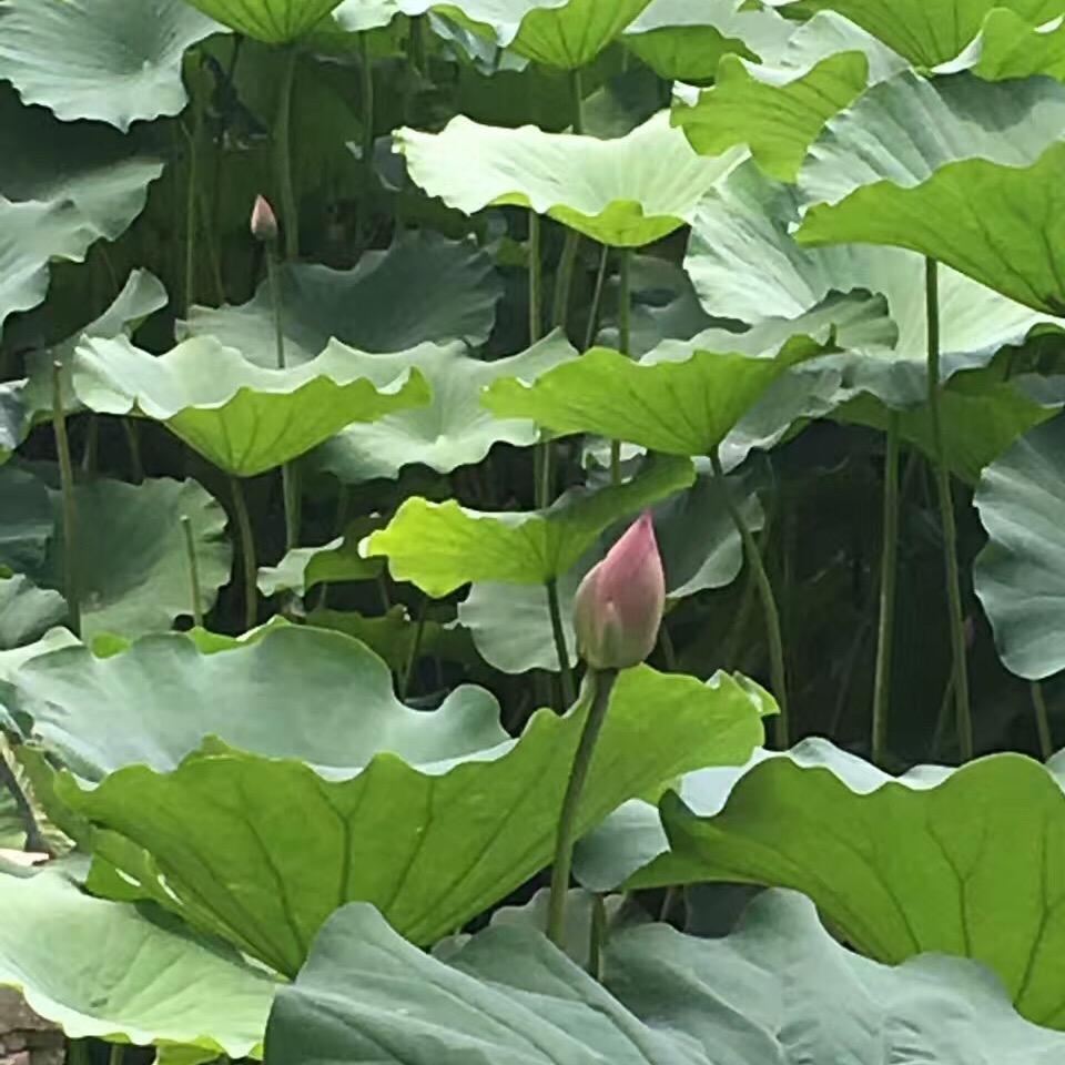 雨露