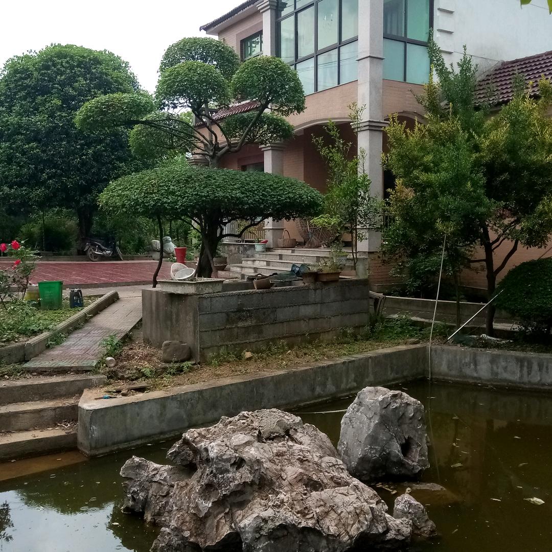 大山茶园