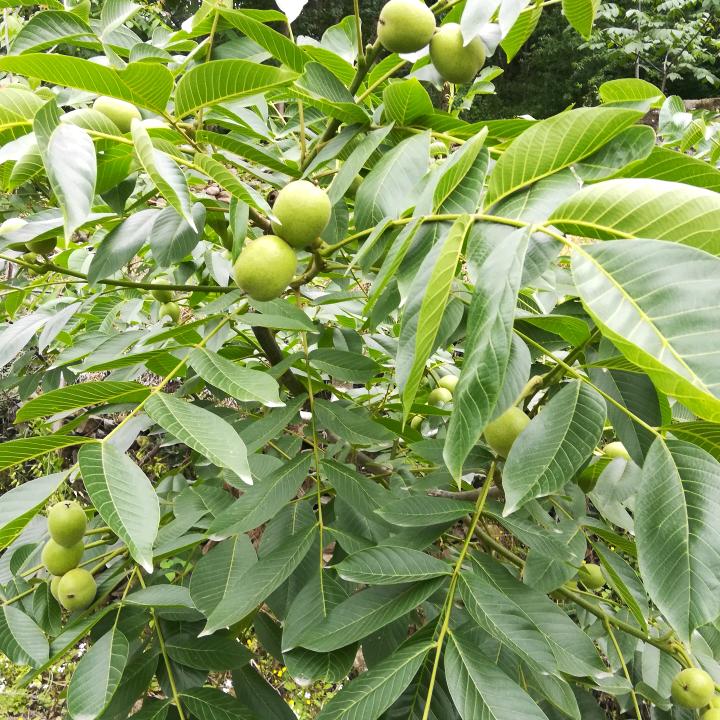 严凯