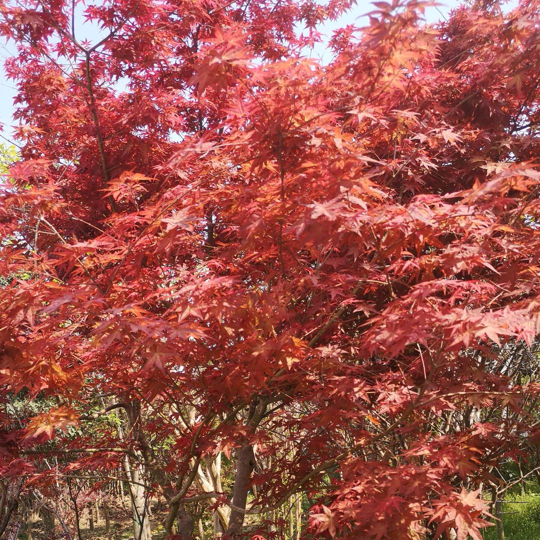 重生之八零后的苗木贩子