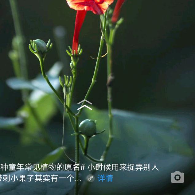 红