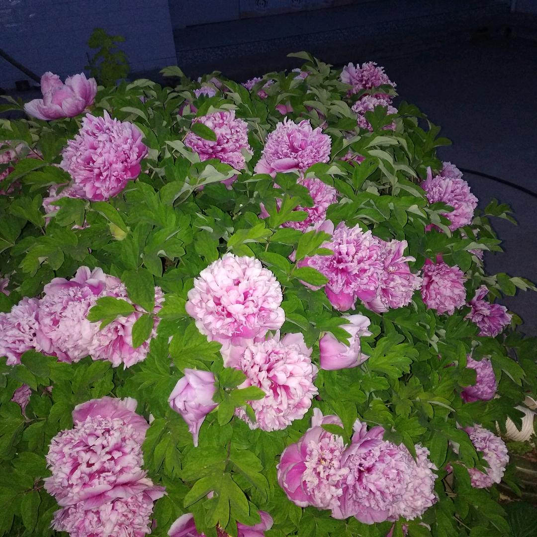 居室装潢装修装佈公司