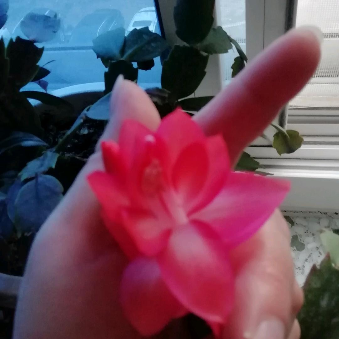 青草WQL(>﹏<)