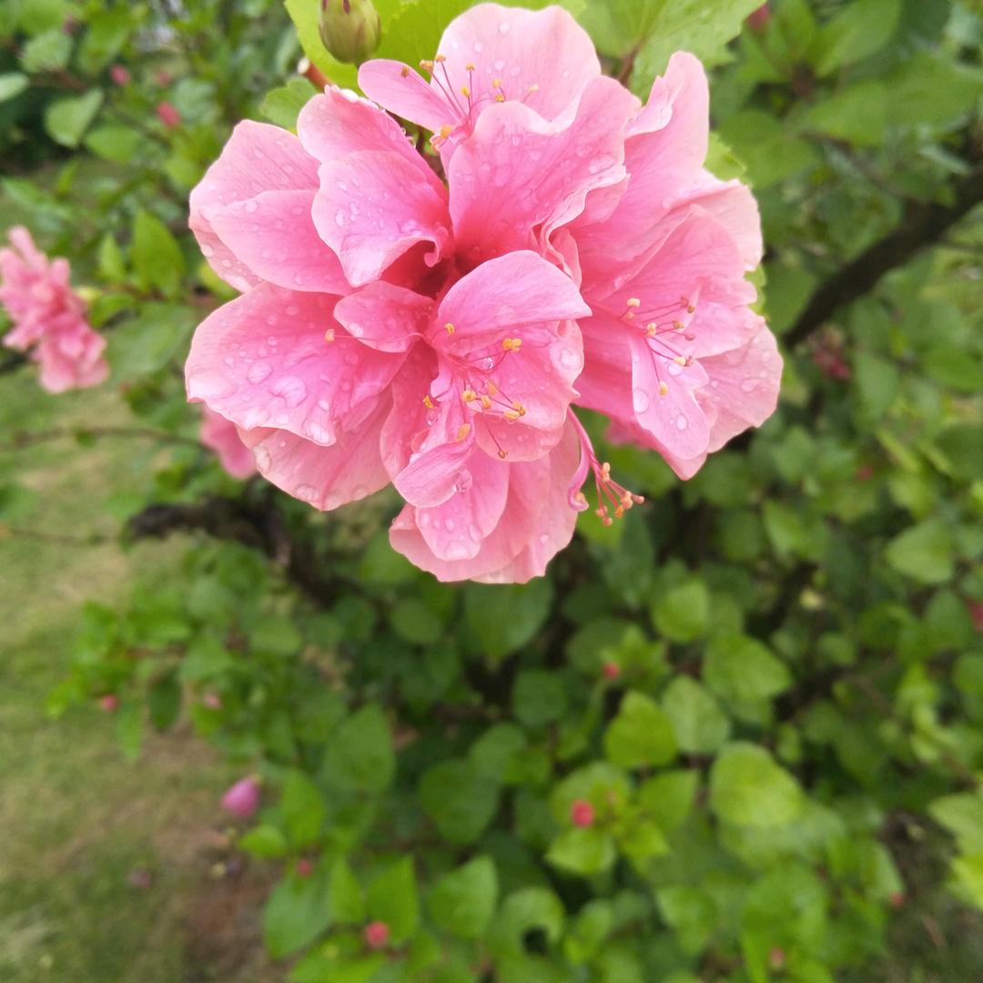 花样年华