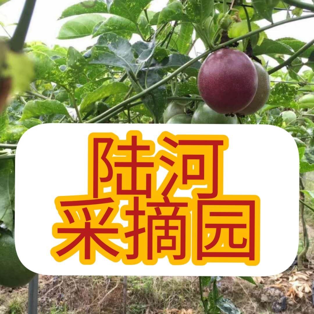 陆河河田百香果自摘园