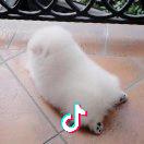 昨夜小楼有春风