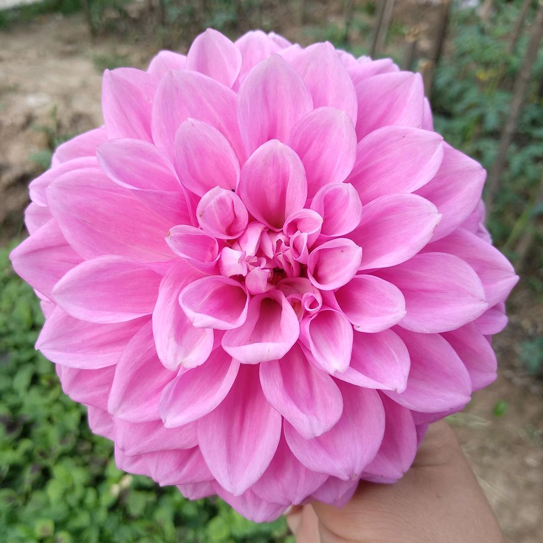 年年减肥年年肥