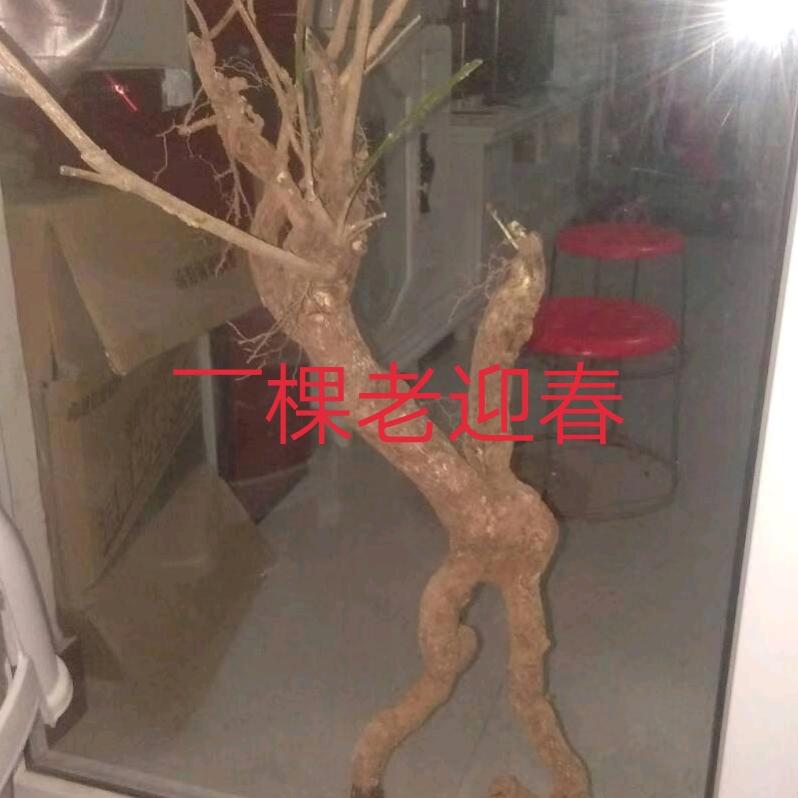 未来不是梦