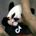 🐼