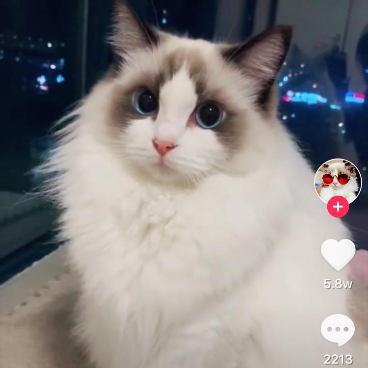 雅珍