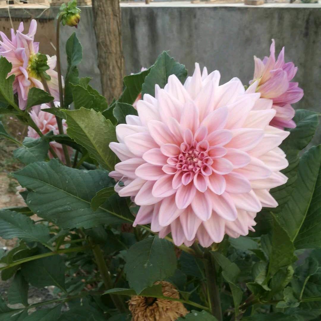 燕子归来