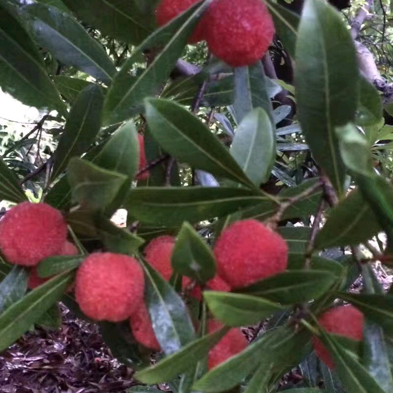 菠萝没了心