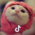 孙小猫