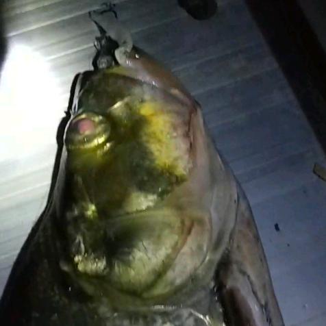 水阔鱼沉知何处