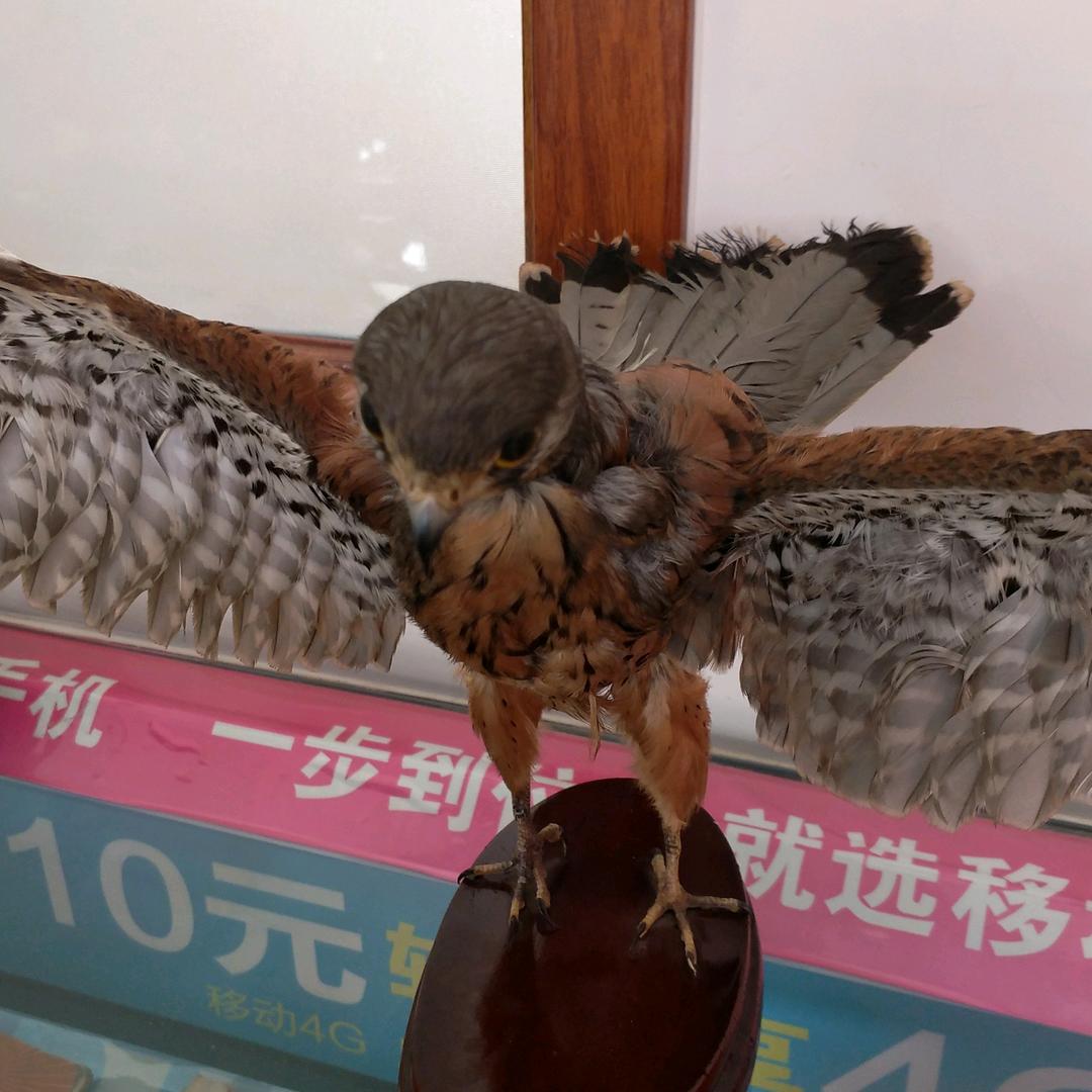 永久