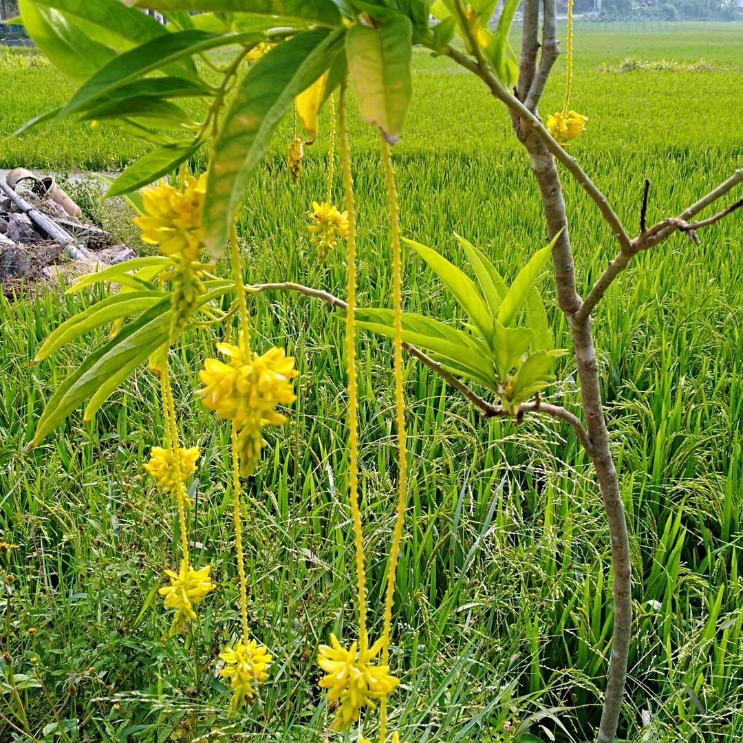 天然名贵药材