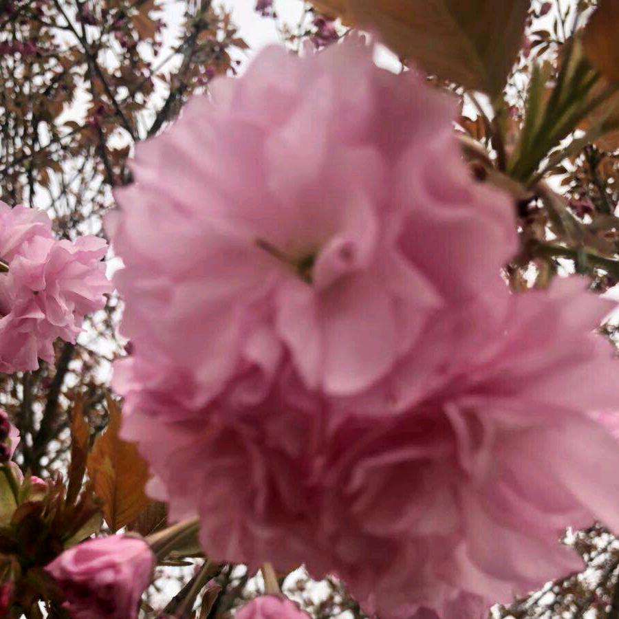 芳(拒聊，合拍)