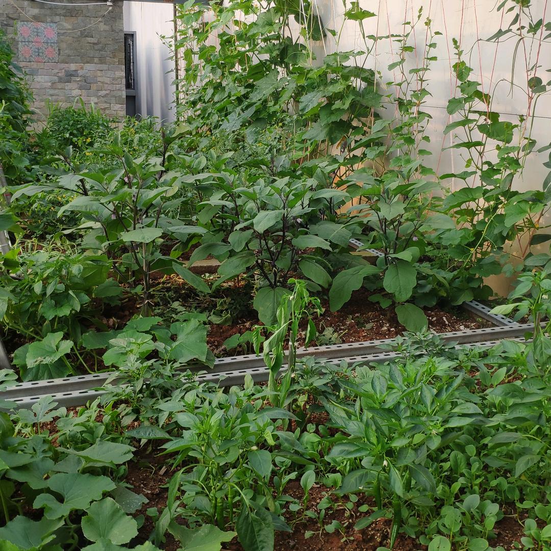 五哥全频道粉面·隆江猪脚饭