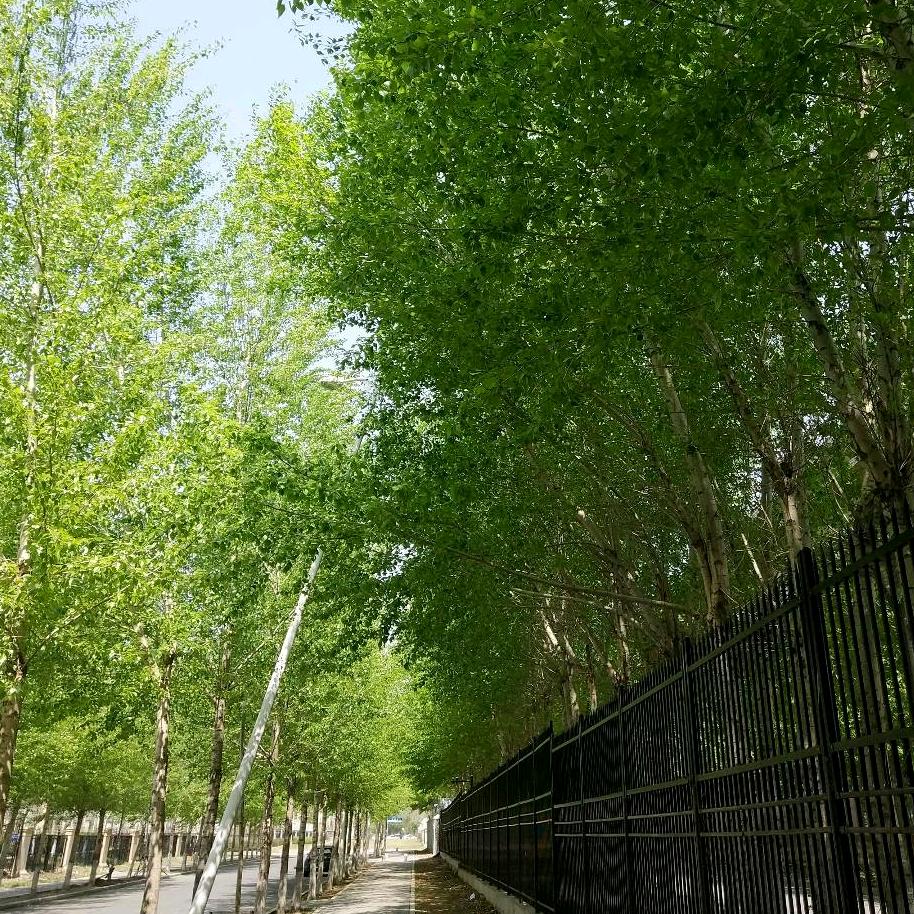 有时的阿里