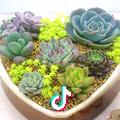 卉园花木
